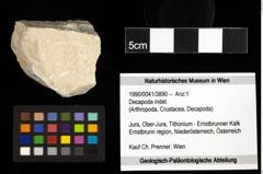 Foto (Objekt + Etiketten) von Decapoda indet. 